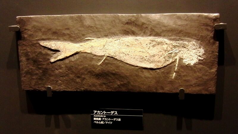 Файл:Acanthodes.jpg