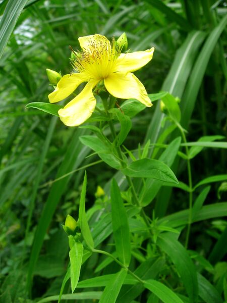 Файл:Hypericum ascyron 0807.JPG