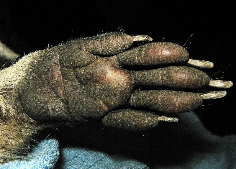 Файл:Mm Hand.jpg