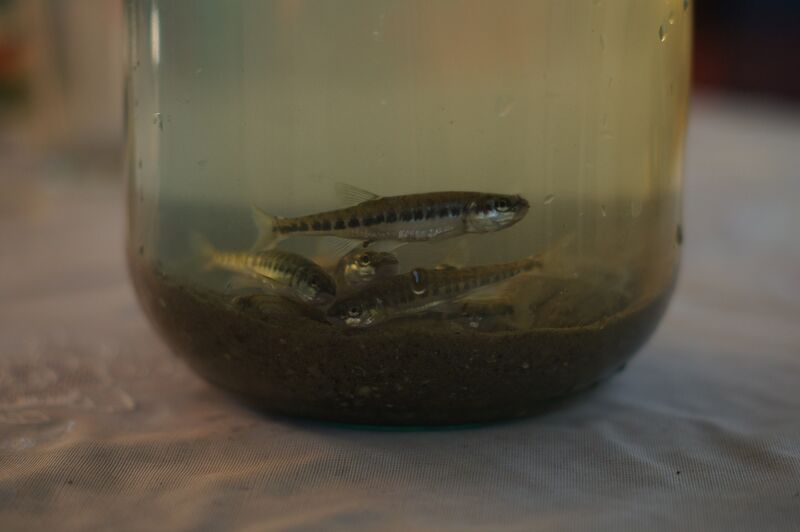 Файл:Phoxinus phoxinus in the jar.jpg