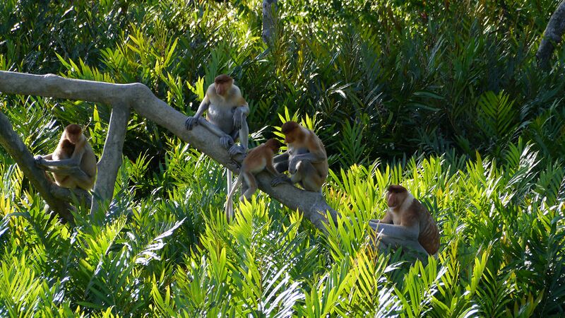 Файл:Proboscis Monkeys.jpg