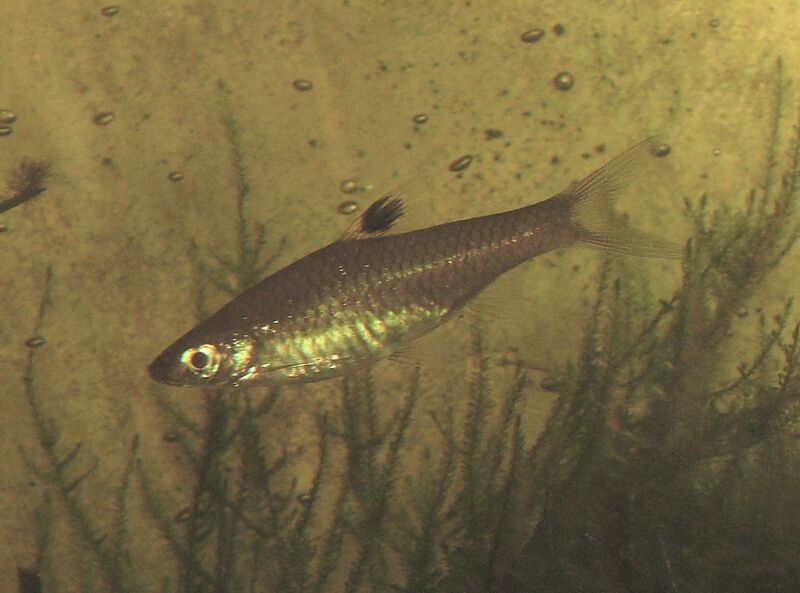 Файл:Rasbora dorsiocellata.jpg