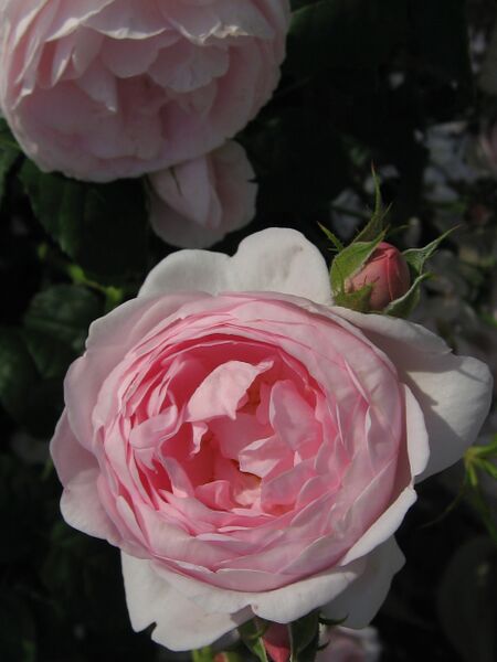 Файл:Rosa Scepter'd Isle01.jpg