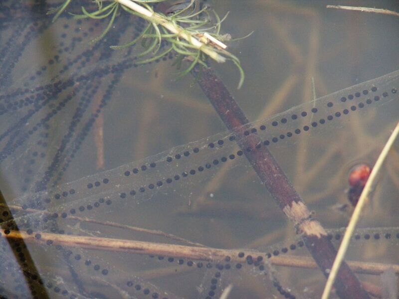 Файл:Toad-spawn Mike-Krüger.jpg