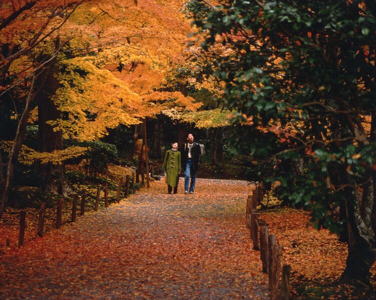 Файл:WalkAmidMaples2.jpg
