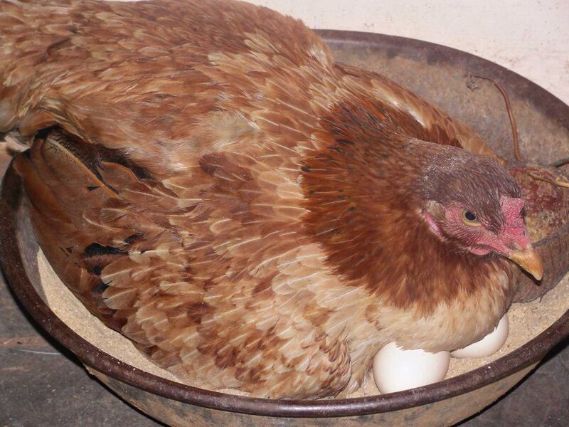 Файл:A brooding scene 2.JPG