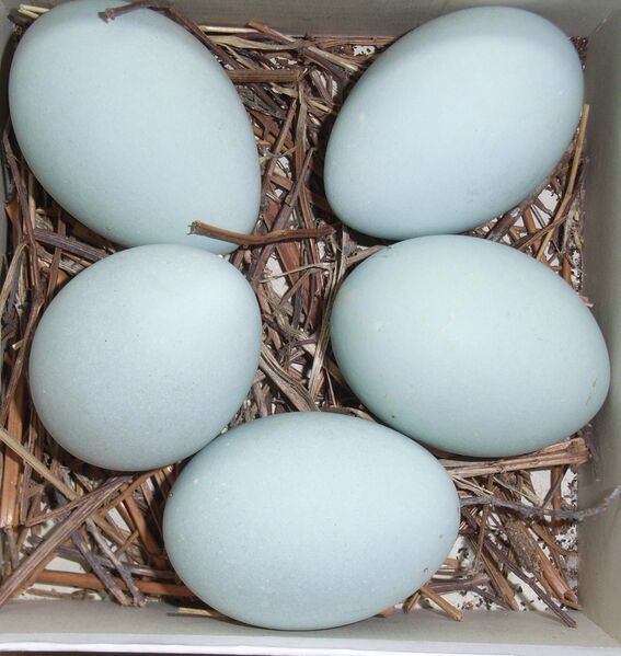 Файл:Ardea cinerea eggs.JPG