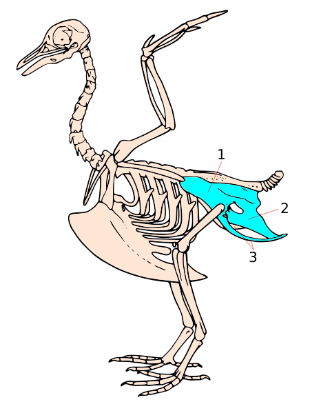 Файл:Bird pelvis.svg