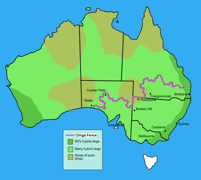 Файл:Dingo fence in Australia.PNG