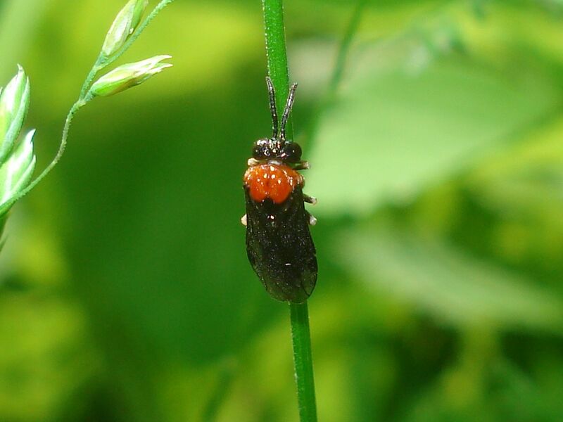 Файл:Eutomostethus ephippium 01.JPG