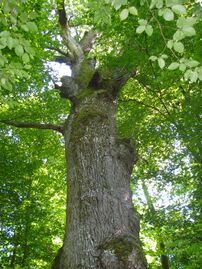 Дуб Сен-Луи (крона)