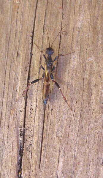 Файл:Stephanus serrator F.JPG