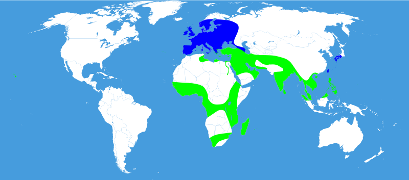 Файл:Distribution map Daphnis nerii.svg