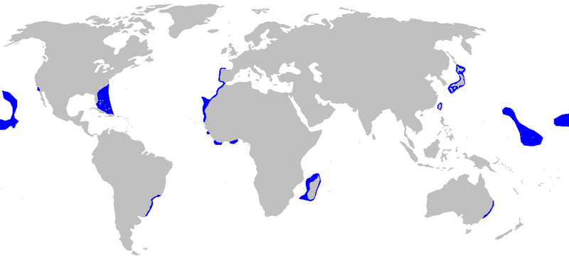 Файл:Isurus paucus distmap.png