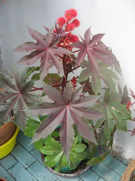 Файл:Ricinus communis.JPG
