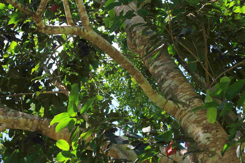 Файл:Rudraksha tree.jpg
