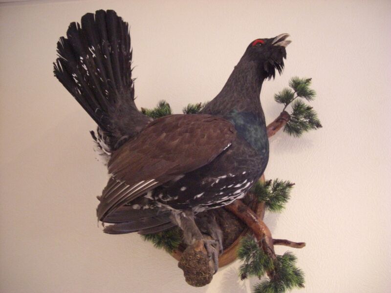 Файл:Stuffed Capercaiile.JPG