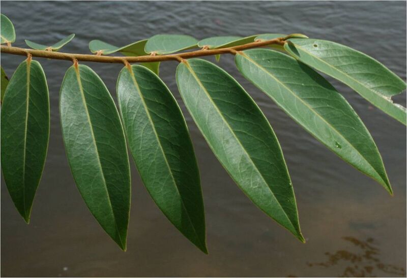 Файл:Xylopia aromatica2-Rio Ventuari-Venezuela.jpg