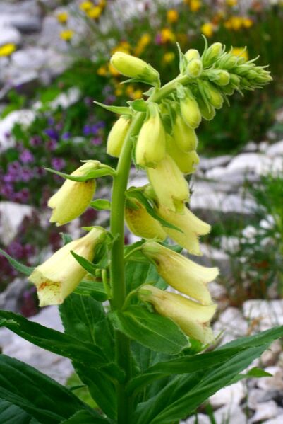 Файл:Digitalis grandiflora ENBLA03.jpeg
