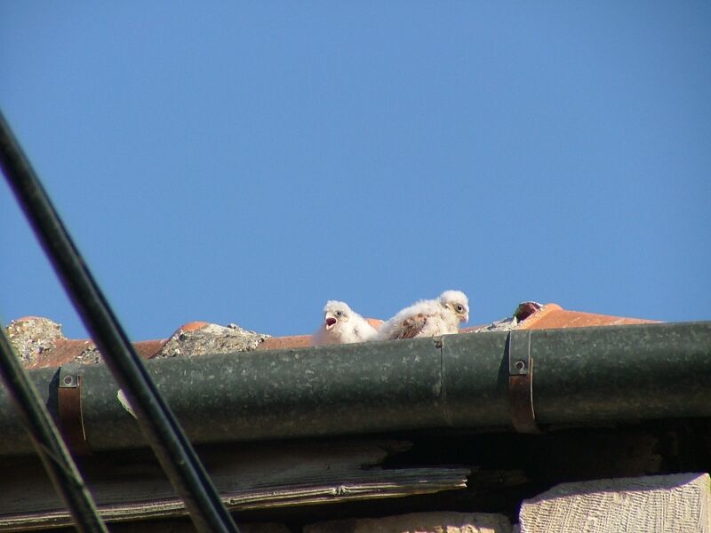 Файл:Lesser Kestrel Chicks Mosrara.JPG