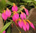 Masdevallia rosea