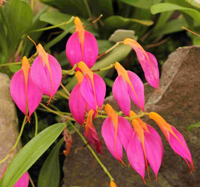 Файл:Masdevallia sp.-IMG 8894.JPG