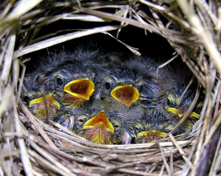 Файл:Phylloscopus sibilatrix juv..JPG