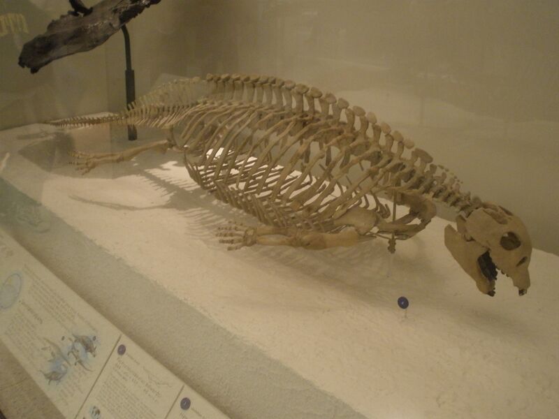 Файл:Placodus-Ghedo.JPG