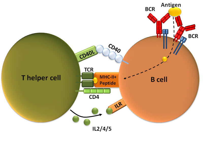 Файл:T-dependent B cell activation.png