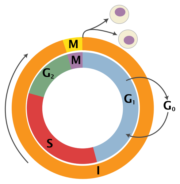 Файл:Cell Cycle 2-2.svg