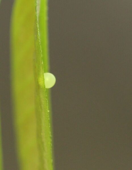 Файл:Egg of Graphium agamemnon.JPG