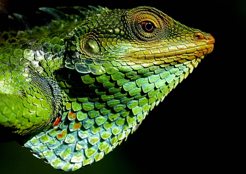 Файл:Large Scaled Forest Lizard.jpg