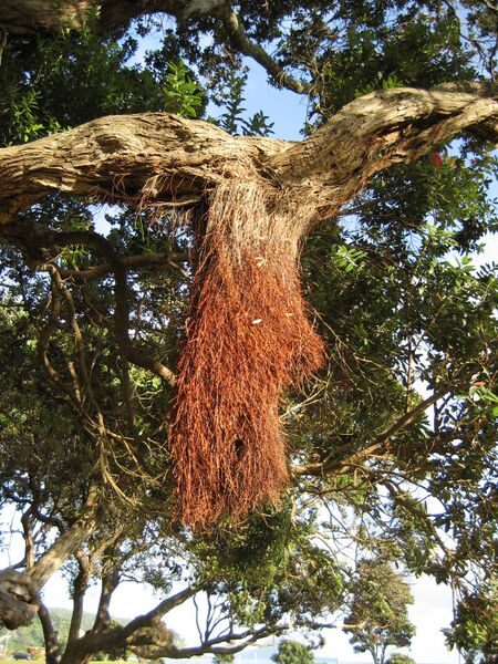 Файл:PohutuAerialroot.jpg