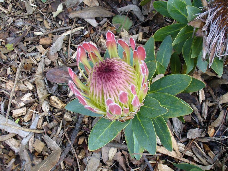Файл:Protea roupelliae flower2.JPG