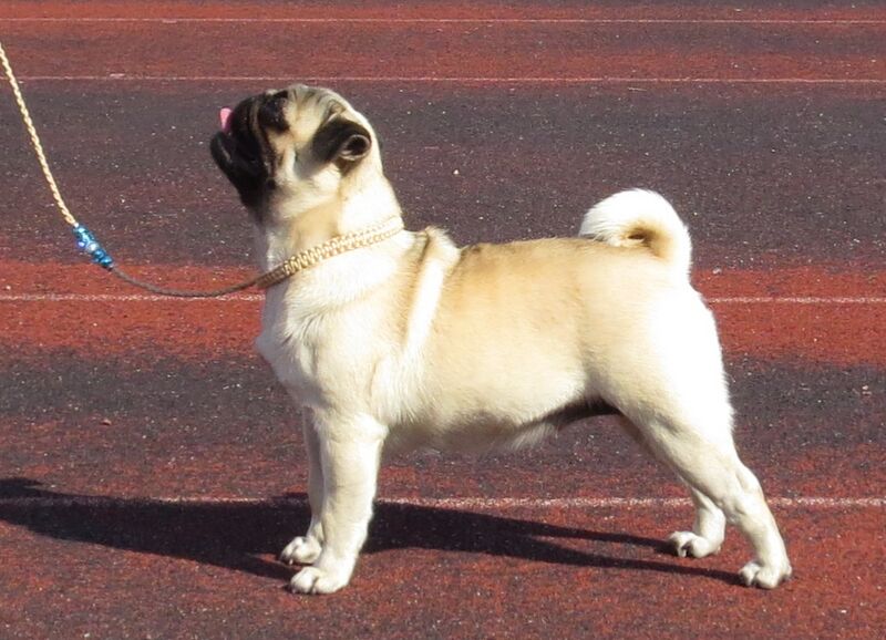 Файл:Pug in Tallinn.JPG