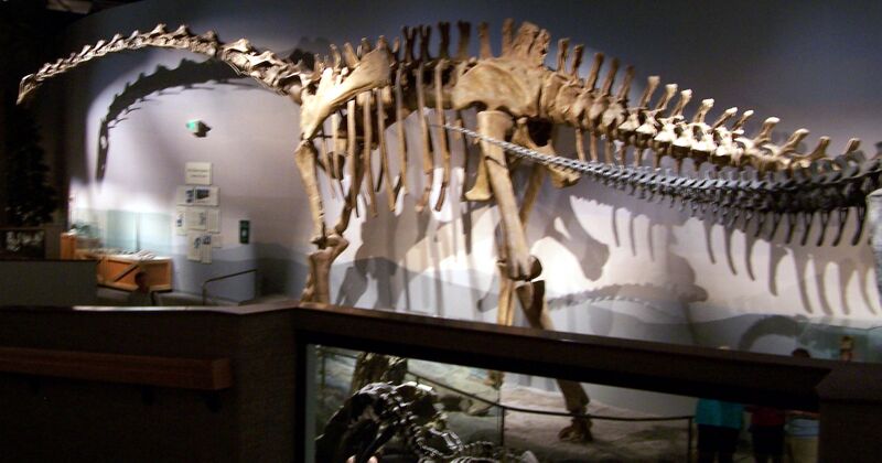 Файл:Supersaurus.jpg