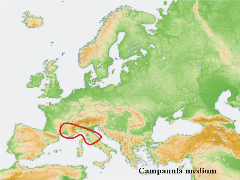 Файл:Distribution map Campanula medium.png
