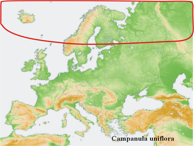 Файл:Distribution map Campanula uniflora.png