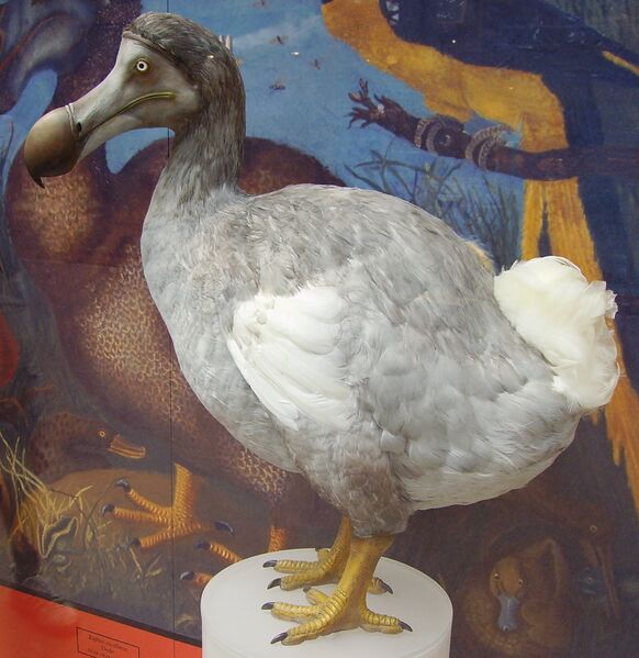 Файл:Dodo 1.JPG