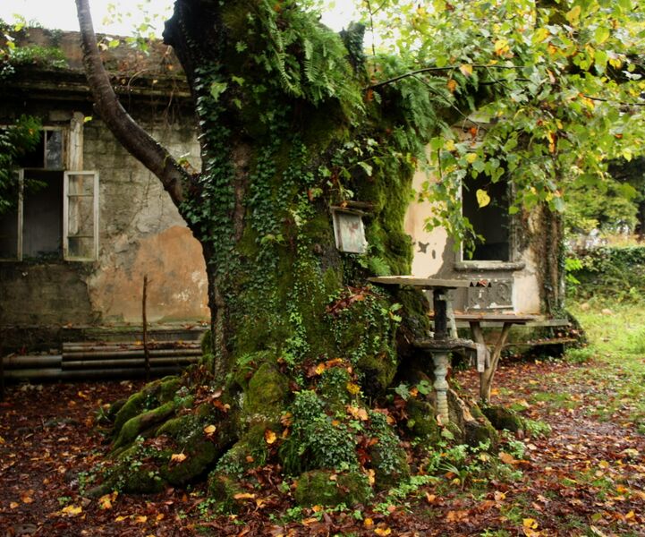 Файл:Elyr-Nykha Tree.JPG