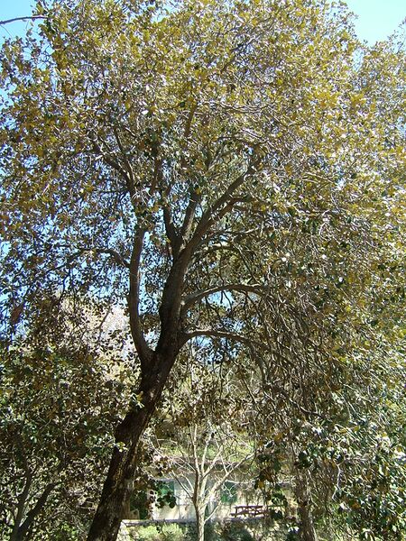Файл:Golden oak.JPG