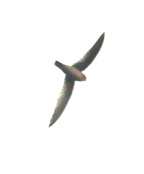 Файл:HimalayanSwiftlet2.jpg