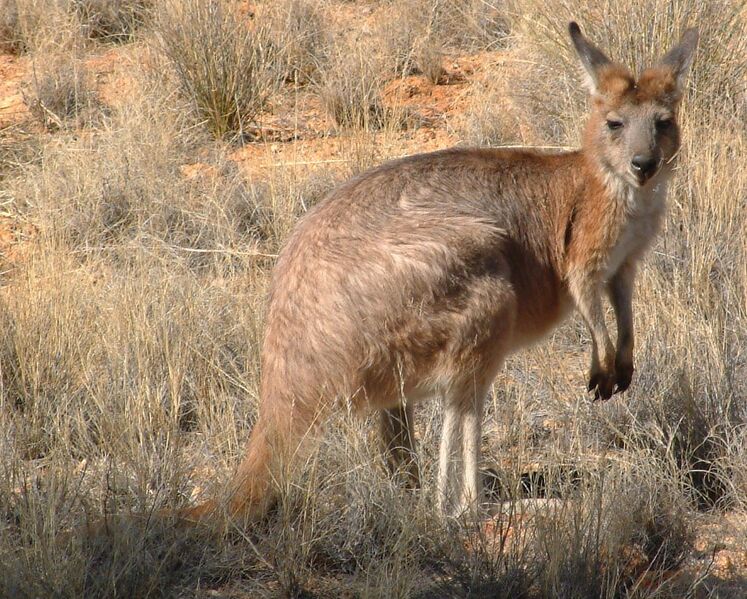 Файл:Macropus robustus2.jpg