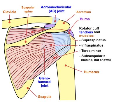 Файл:Shoulder joint back-en.svg