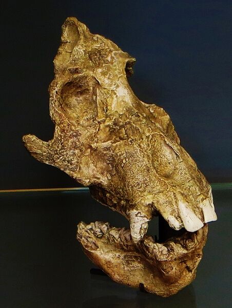 Файл:Afropithecus turkanensis 16-18 maf kenya.JPG