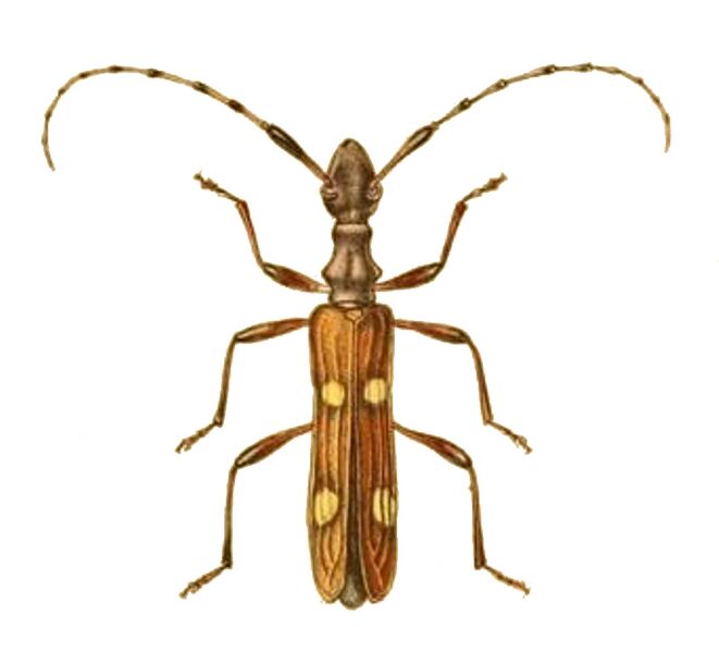 Файл:Aphneope quadrimaculata.JPG