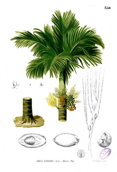 Файл:Areca catechu Blanco2.350.jpg