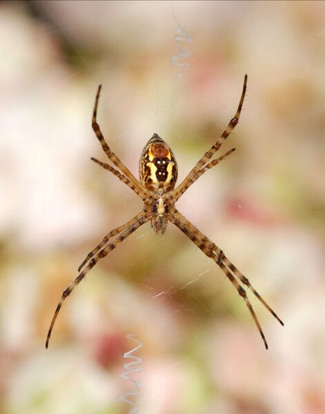 Файл:Argiope July 2012-3.jpg