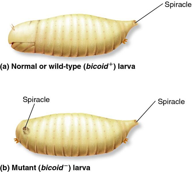 Файл:Bicoid mutant.jpeg