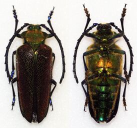 Oxypeltidae